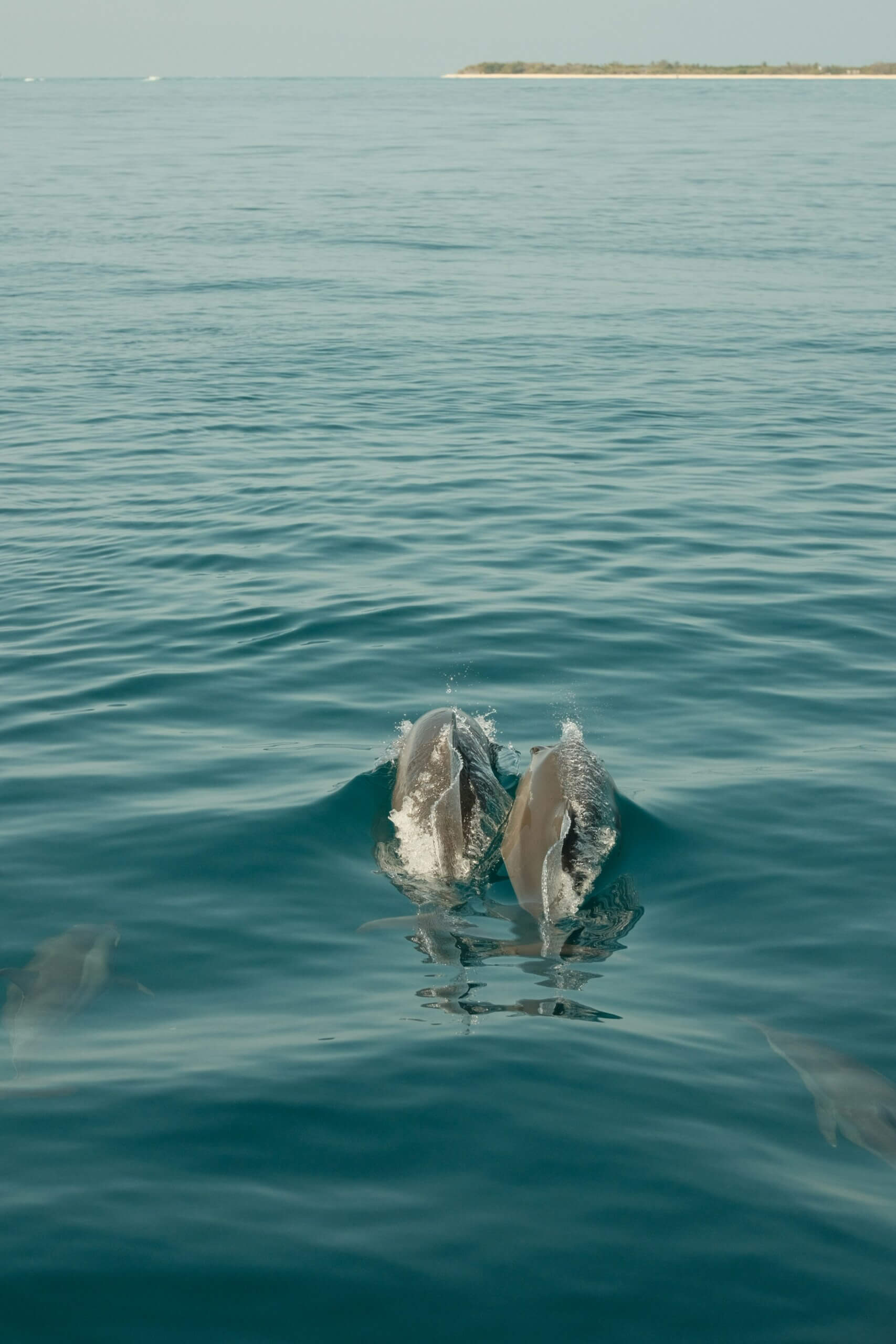 Mercury and Fish - Dr Leah Hechtman